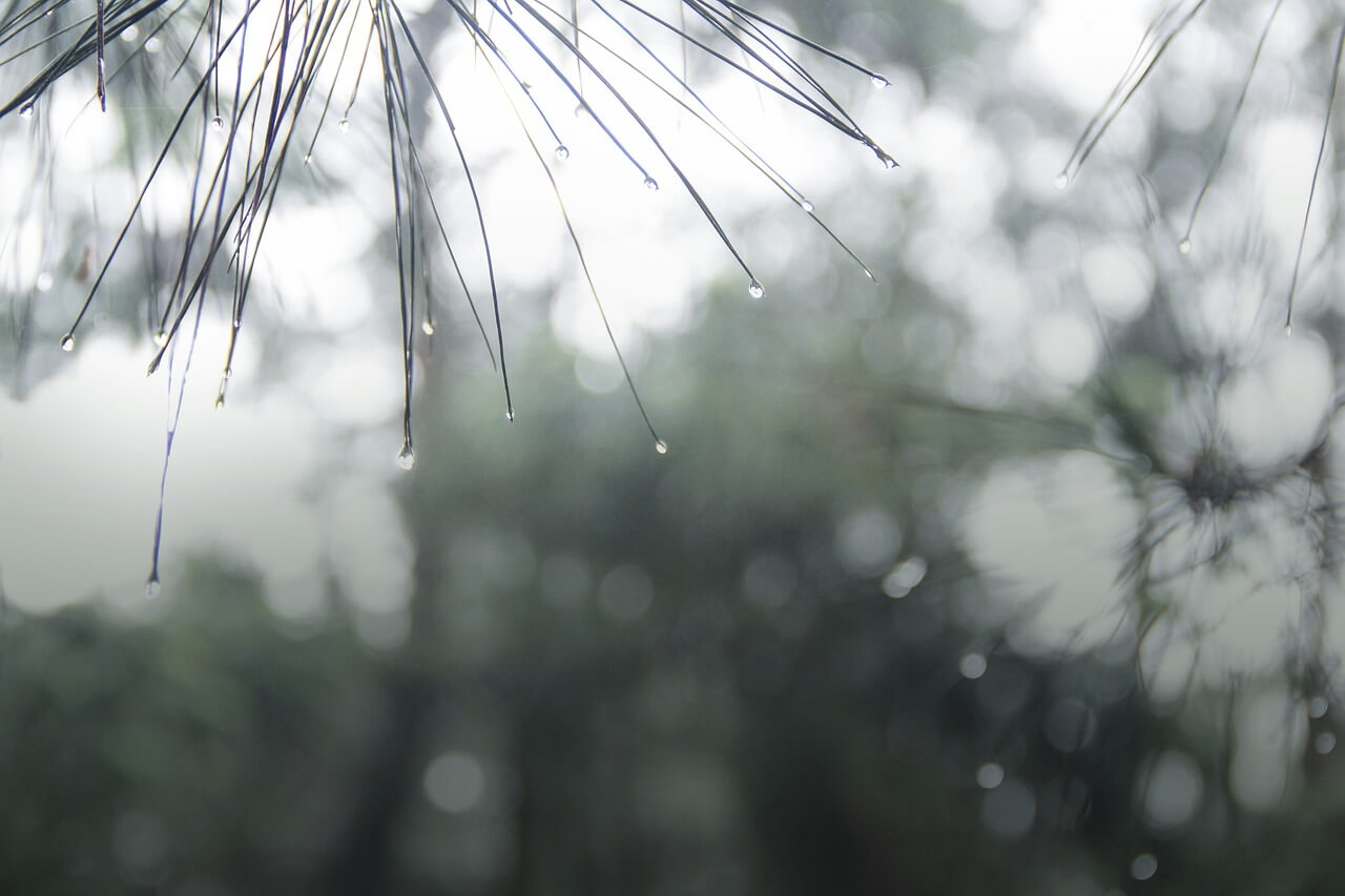 梅雨の言い換えにはどんなものがある？多様で美しい日本語